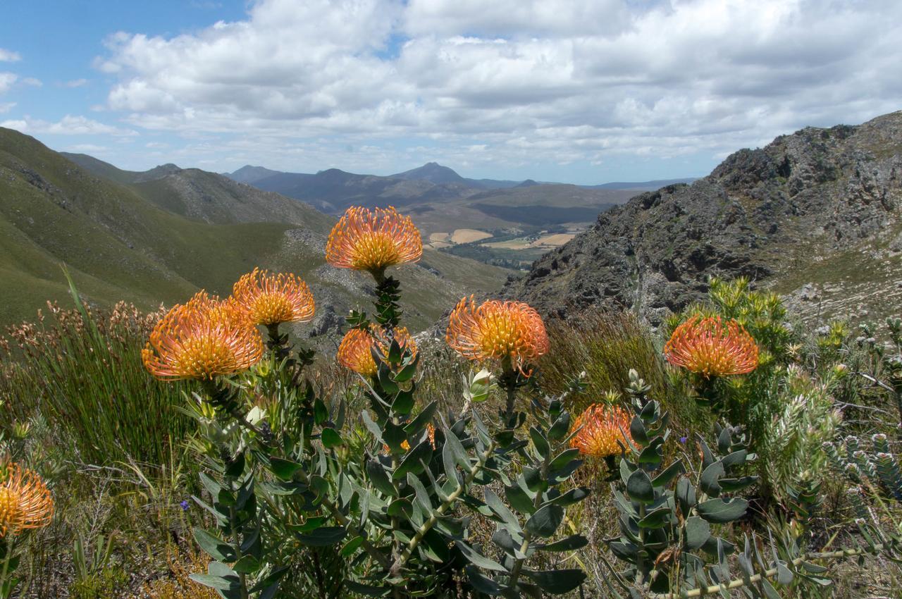סטנפורד Phillipskop Mountain Reserve מראה חיצוני תמונה